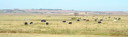 Sheppey farmland